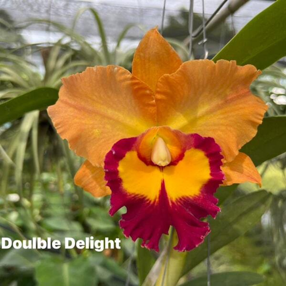 Орхидея ринхолелиокаттлея RLC. DOUBLE DELIGHT