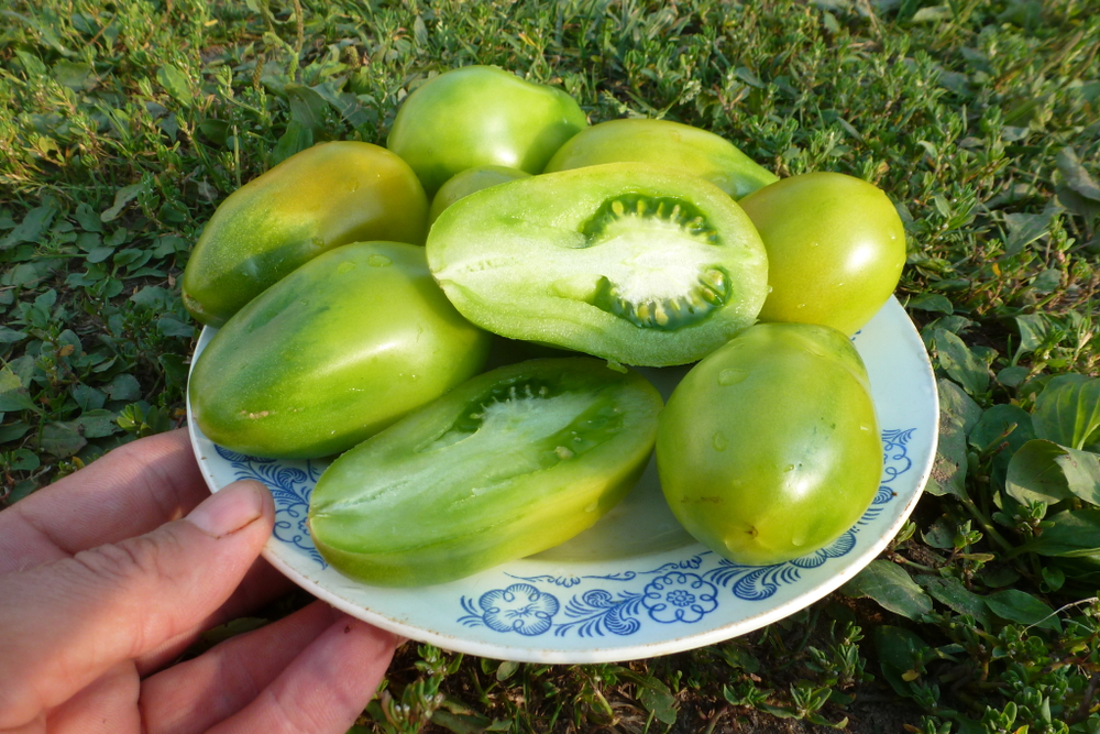 Помидоры Сhile Verde — Зелёный Чили