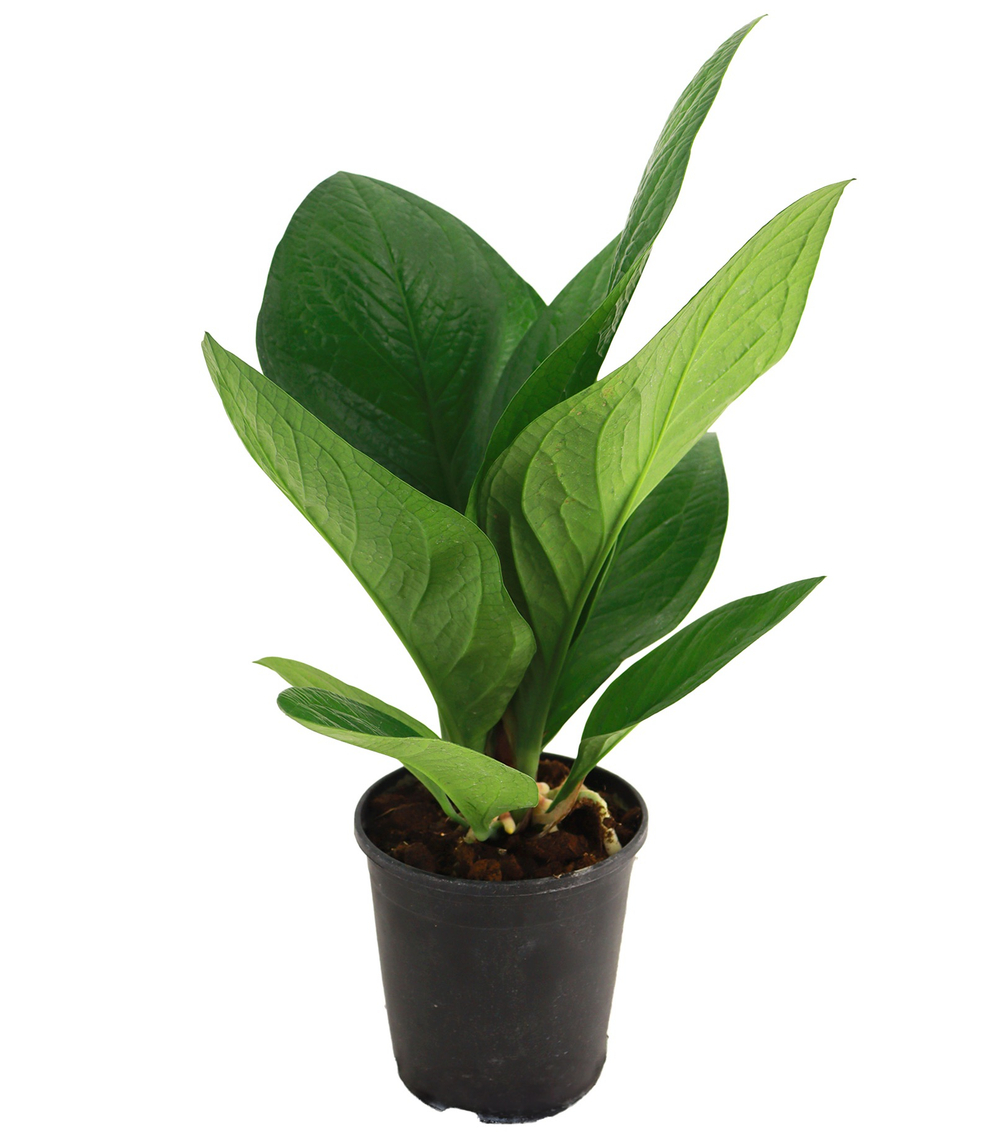 Антуриум Кобра