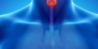 Щитовидная железа