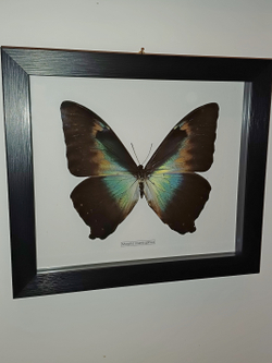 Бабочка Morpho cisseis gahua в рамке