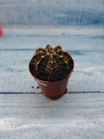 Gymnocalycium Friedrichii (Гимнокалициум)