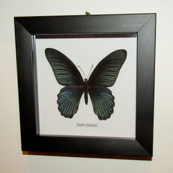 Украшение настенное Бабочка Papilio memnon самец в рамке