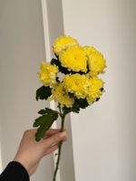 Хризантема в светло-желтом оттенке