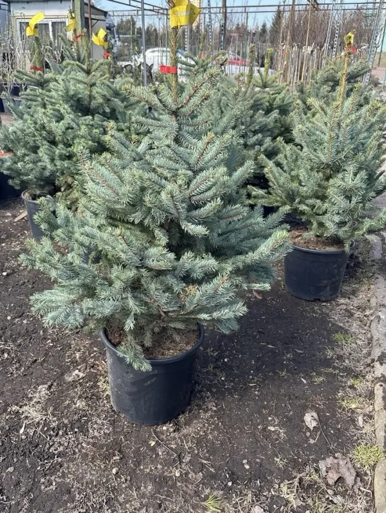 Ель супер блю сидлинг С20 100-120 см Закупка М75 Ель супер блю сидлинг С20 100-120 см Закупка М75