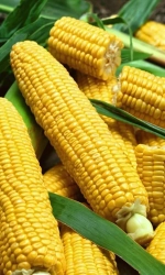 Семена Кукуруза Лакомка - сахарная (Марс) Б/П