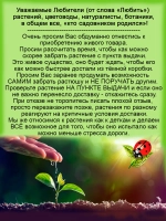 Хедера Наташа плющ