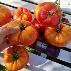 Помидоры - Морозовский