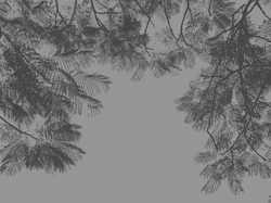 Коллекция VETVE