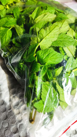 Сныть молодая