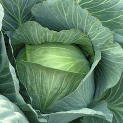 ЛЕННОКС F1 семена капусты белокочанной (Bejo | Alexagro)