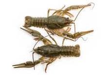 Живые раки крупные~1кг