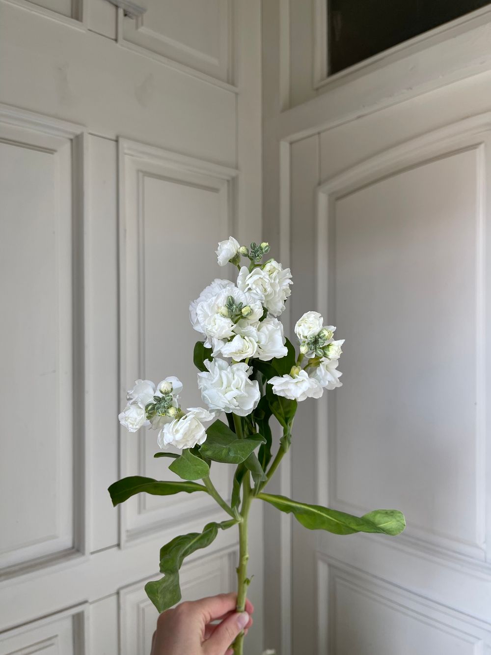 Маттиола кустовая в белом оттенке