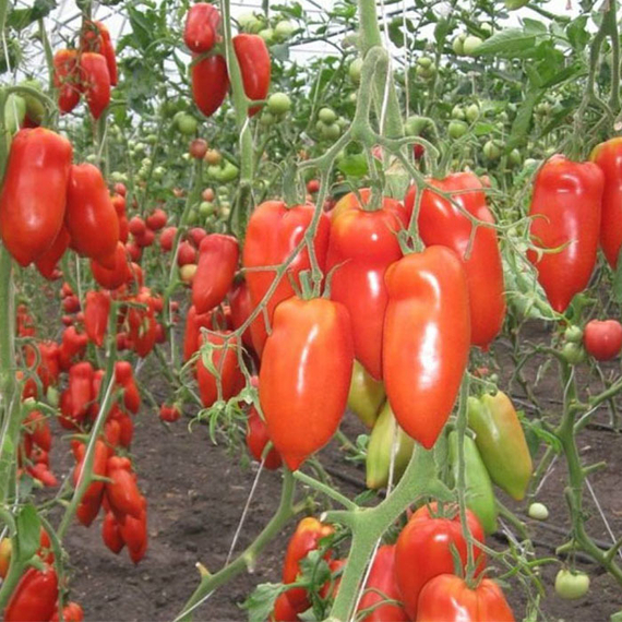 КОРНАБЕЛЬ F1 семена томата цена – фото 3