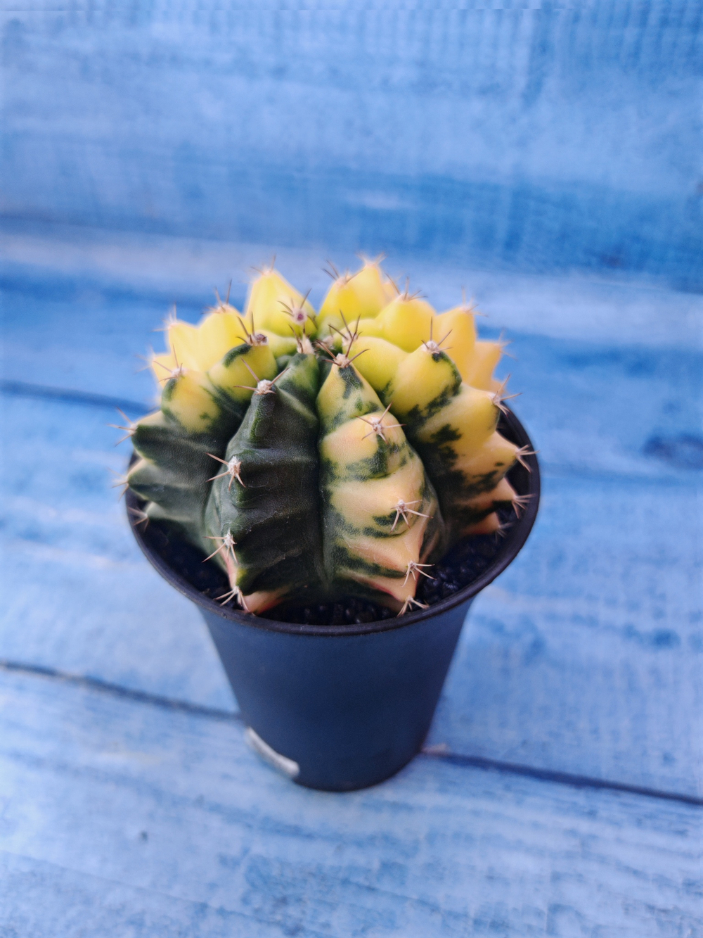 Gymnocalycium Variegata (Гимнокалициум Вариегатный)