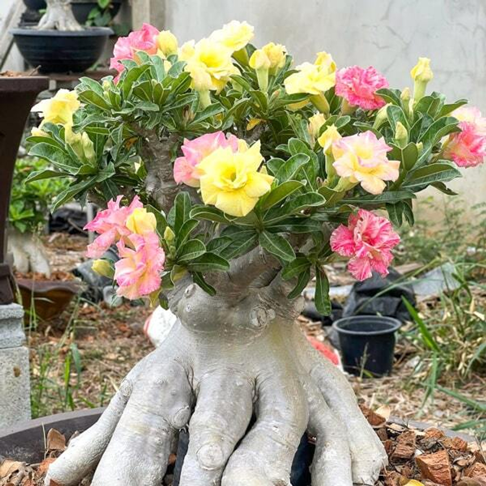 Адениум обесум KULWADEE