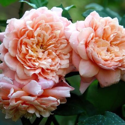 Фестиваль де Жардан де Шомон (Festival des Jardins de Chaumont)