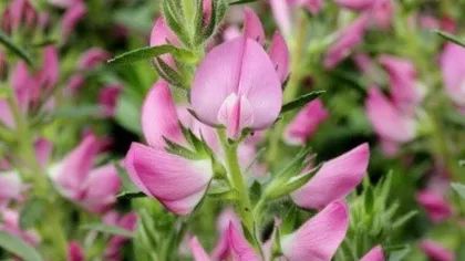 Стальник колючий