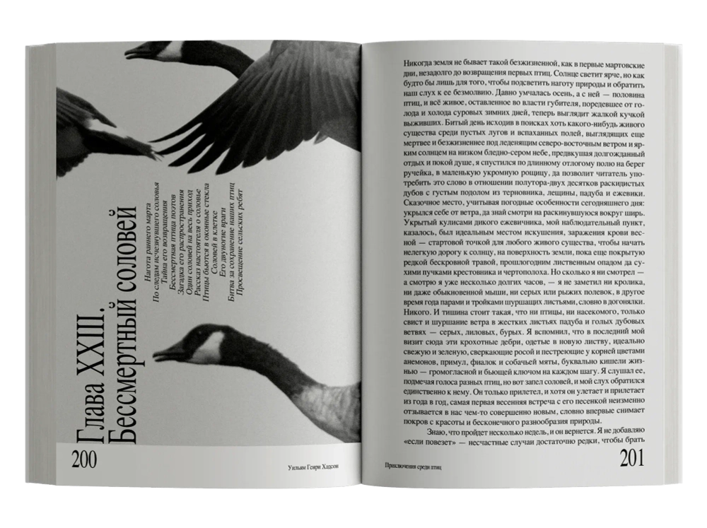 Приключения среди птиц