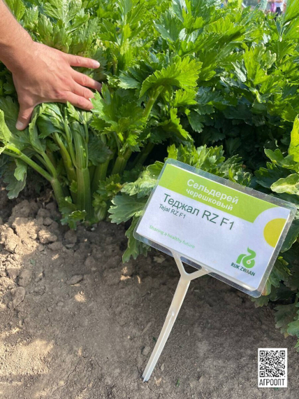 ТЕДЖАЛ F1 семена сельдерея (Rijk Zwaan | Alexagro) – фото 6
