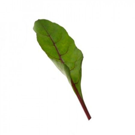 Чарли F1 семена мангольда (Rijk Zwaan / Райк Цваан) плод – фото 2