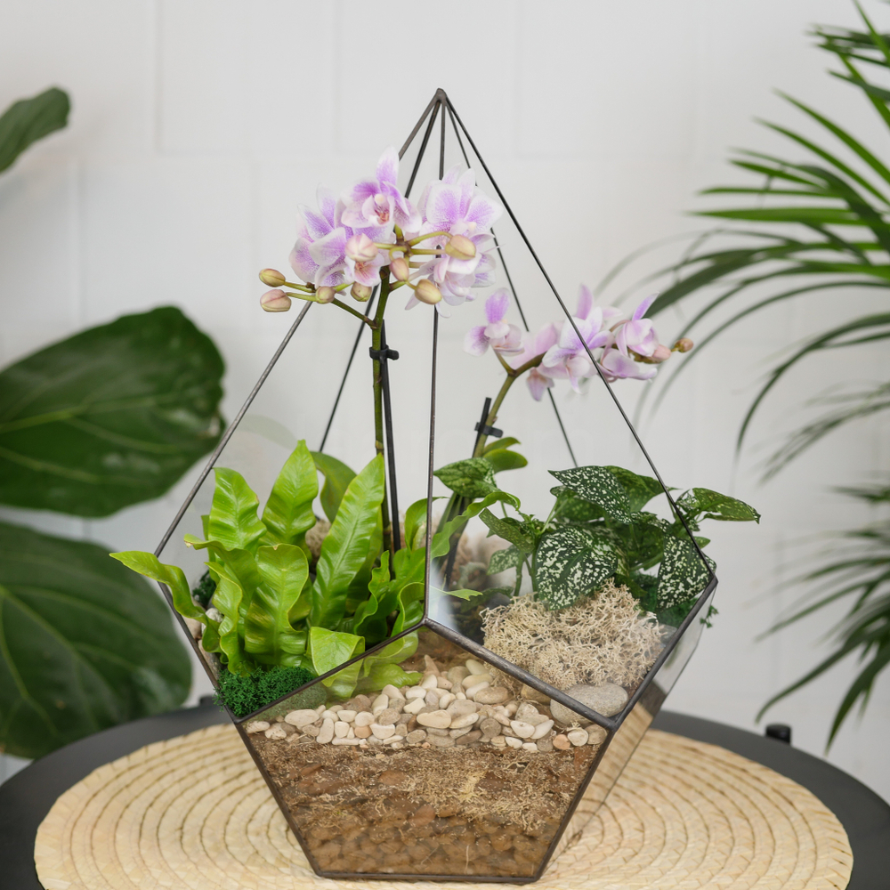 Готовый флорариум с орхидеей Капля L