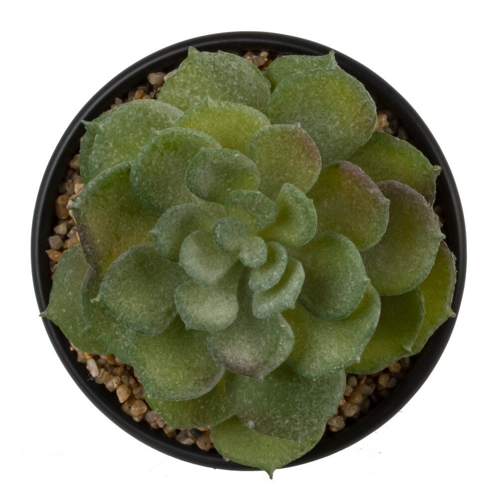 GAEM Цветочная композиция "Суккулент", L10 W10 H12 см