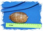 Cypraea cervus размер