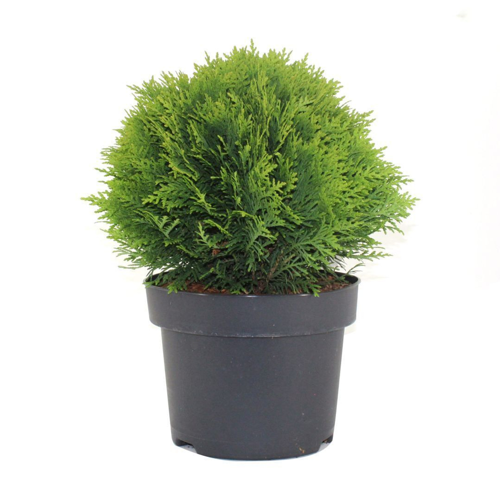 Туя западная "Danica"