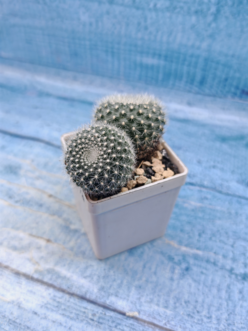 Notocactus Haselbergii (Нотокактус)