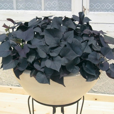 И4 Ипомея IPO BLACK TONE