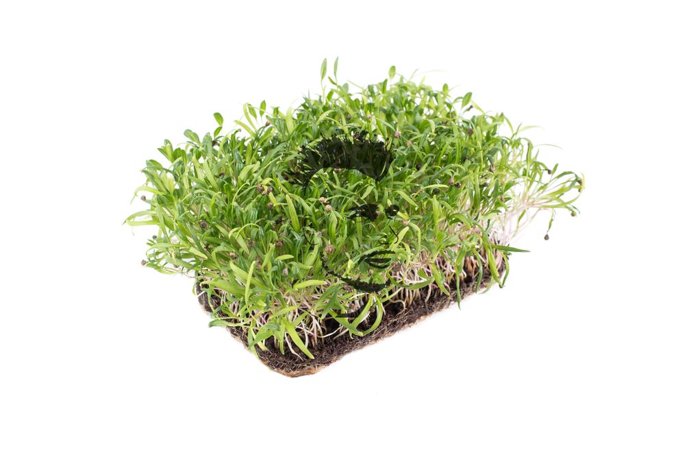 Шпинат Матадор семена