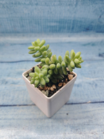 Sedum Burrito (Седум)