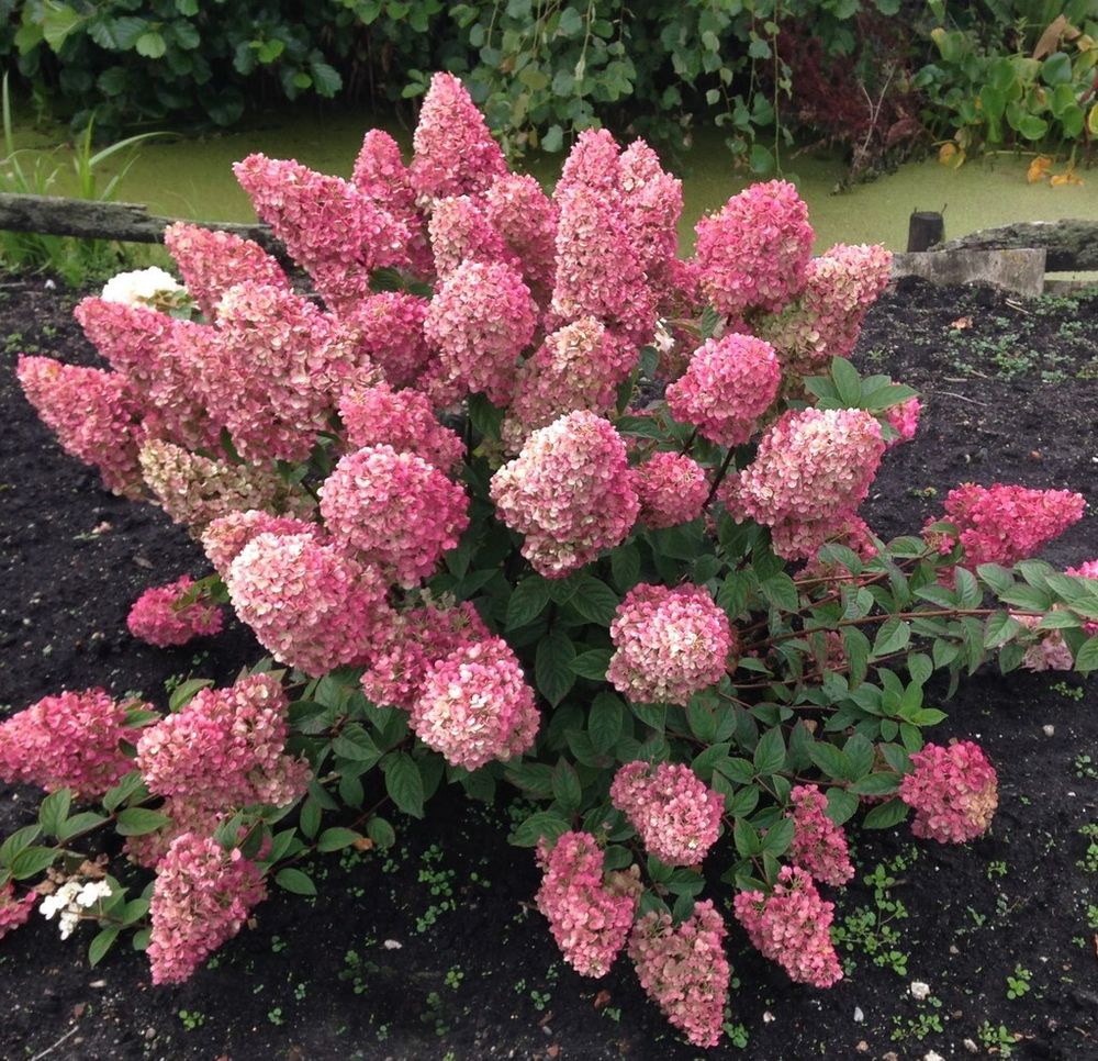 Гортензия метельчатая Санди Фрейз штамб 80-90 см Закупка М32 Июнь 2026 Гортензия метельчатая Санди Фрейз штамб 80-90 см Закупка М32 Июнь 2026