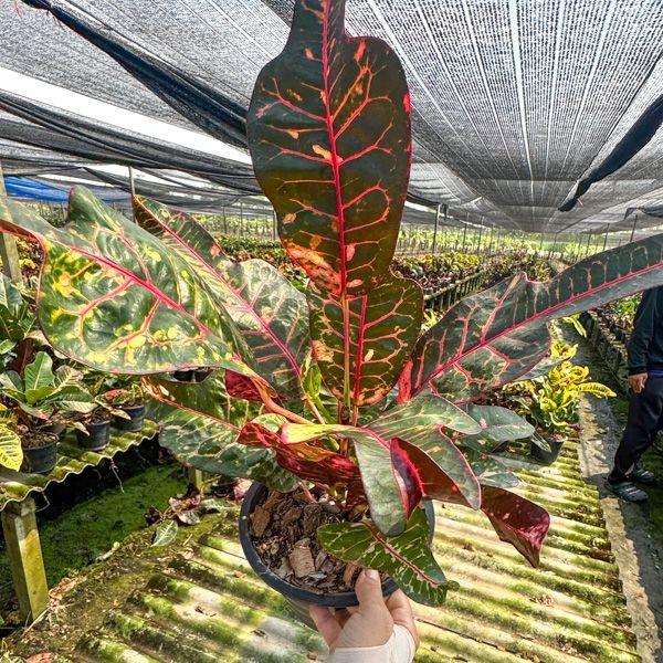 Кротоны на май заказаны