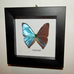 Бабочка Morpho aega в рамке
