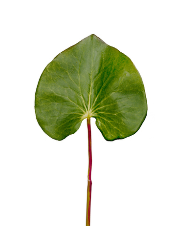 Лист галакса большой в-46 см