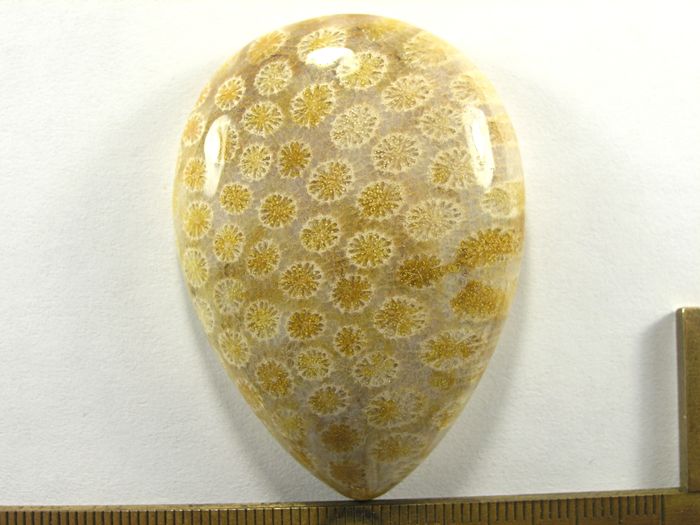 Кабошон коралла окаменелого, капля, 55x40x12 мм (2)