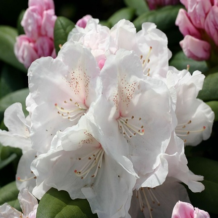 Рододендрон якушиманский Шнеекрон