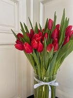 АКЦИЯ тюльпан - классика КРАСНЫЙ