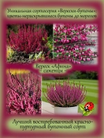 Вереск Афина красно пурпурный бутонный