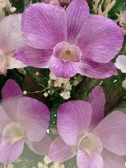 натуральные цветы в стекле, вакуум