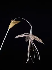 Ветвь Цветок Тигровая Лилия 51 см., кремовый, Christmas DeLuxe (88911)