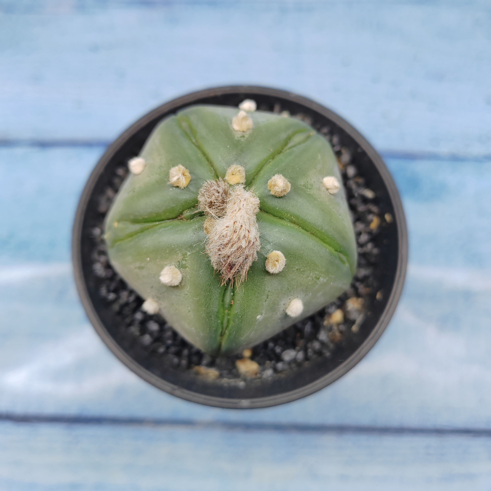 Astrophytum Asterias (Астрофитум)