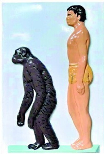 Модель барельефная "Человек и шимпанзе"