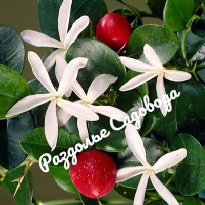 Карисса ( комнатная слива)