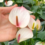 Антуриум Андре LIPA PINK MINI