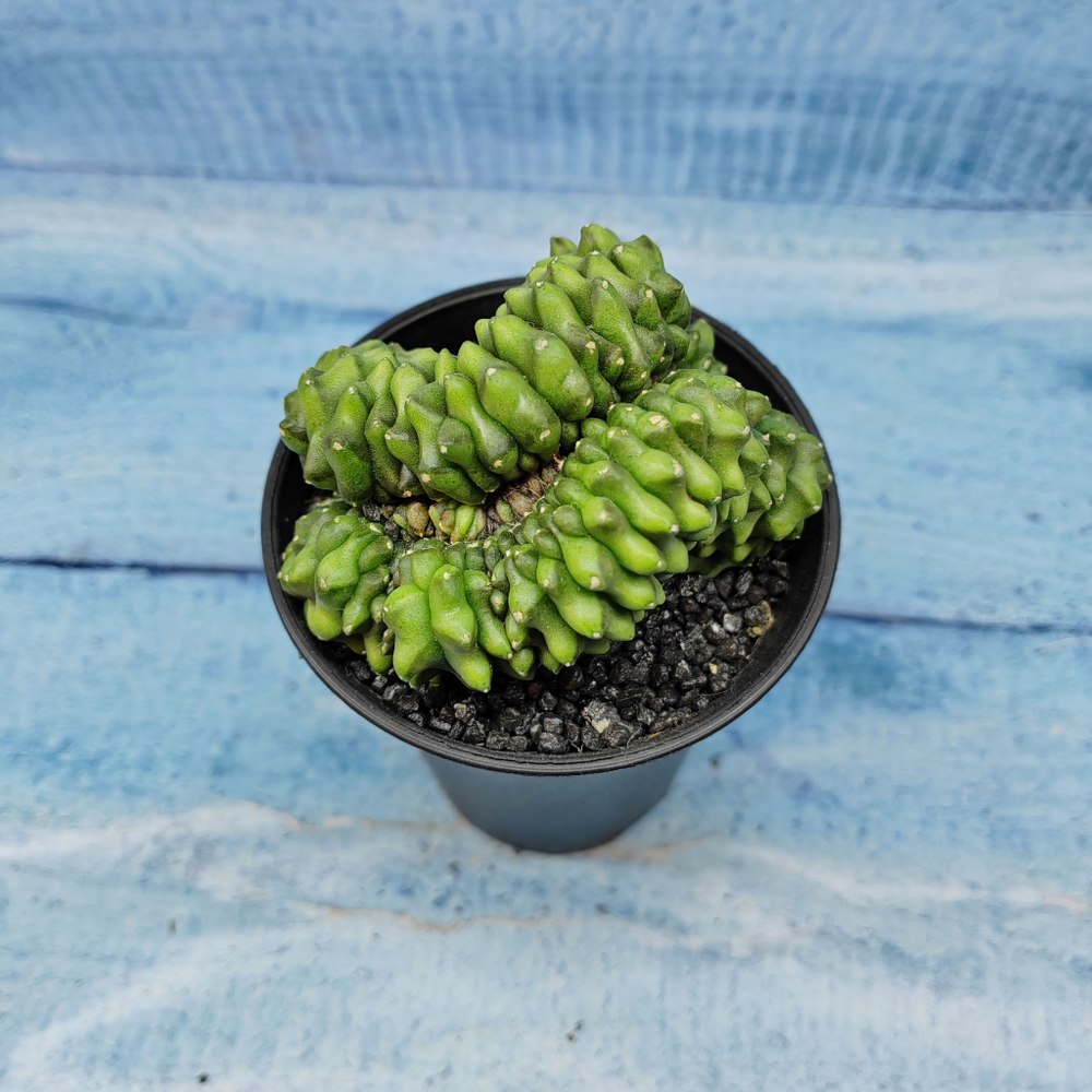 Gymnocalycium Spineless Crested form (Гимнокалициум Кристатный)