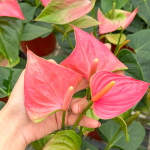 Антуриум Андре MINI PINK