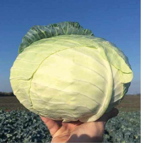 МЕНЗАНИЯ F1 семена капусты белокочанной (Seminis / ALEXAGRO) – фото 2